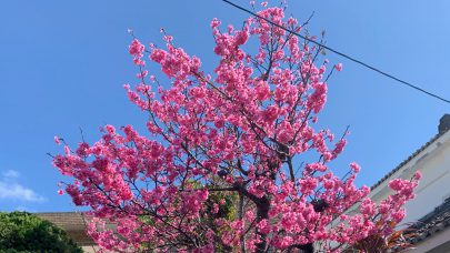 [プレサンスロジェ西崎レーヴタワー]日本一早い桜開花しました🌸