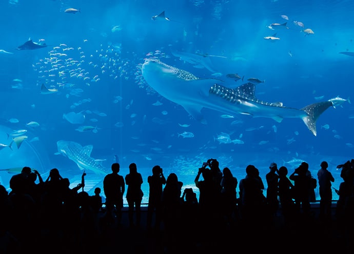 レーヴ牧港一丁目 ロケーション 海洋博公園 沖縄美ら海水族館