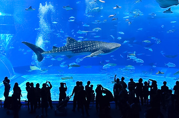 沖縄美ら海水族館