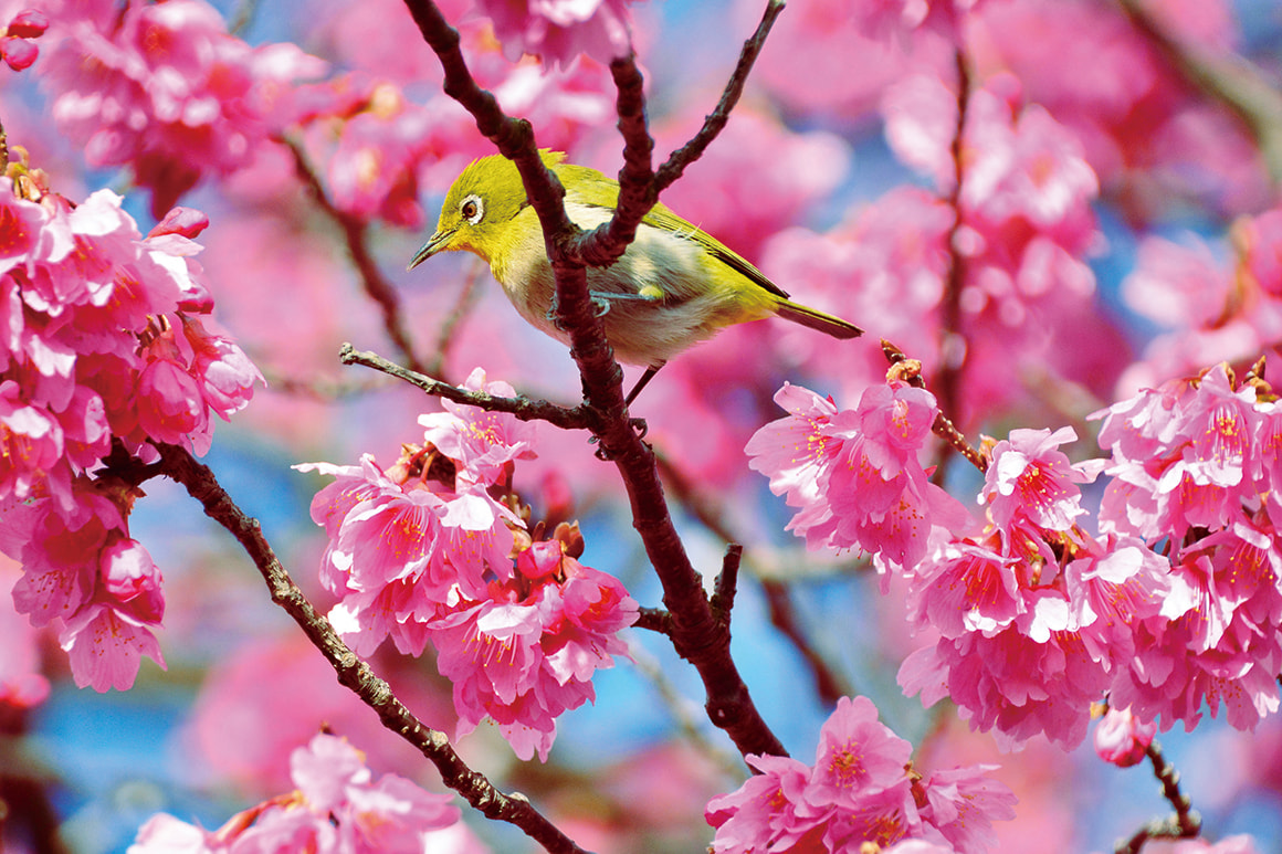 やえせ桜まつり